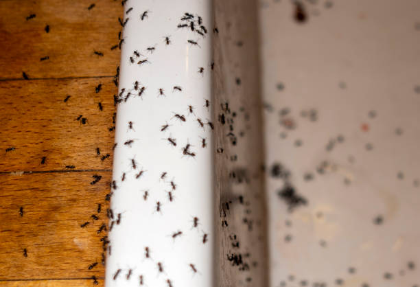 Best Best Pest Control Companies  in Weston, MO
